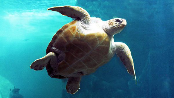 Ocean-themed festival will make a splash in the Bearpit 30 September and 1 October