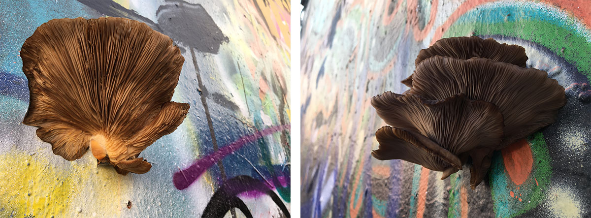 11nov_mushrooms-in-yard