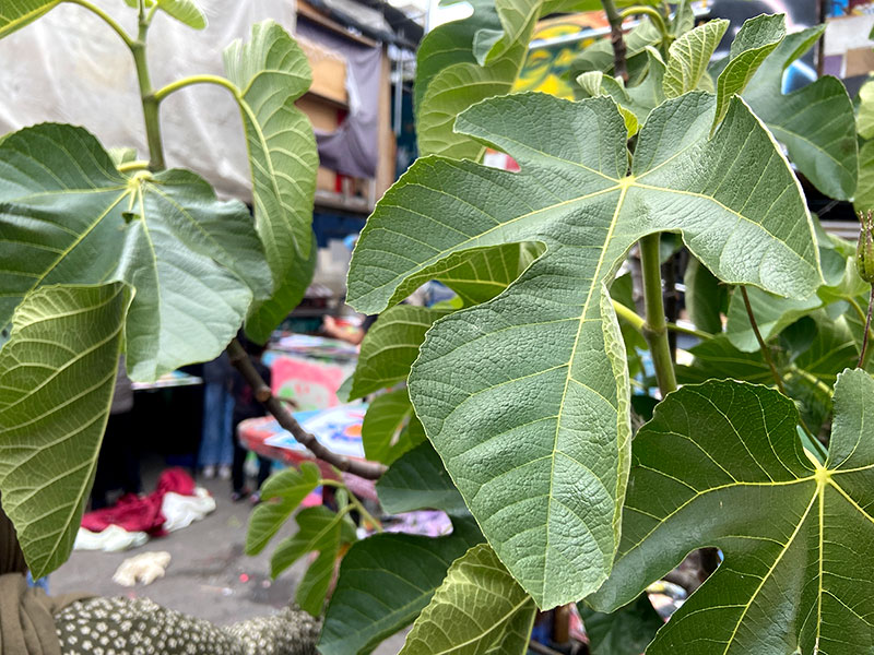 Celebrating World Environment Day & Pride Month